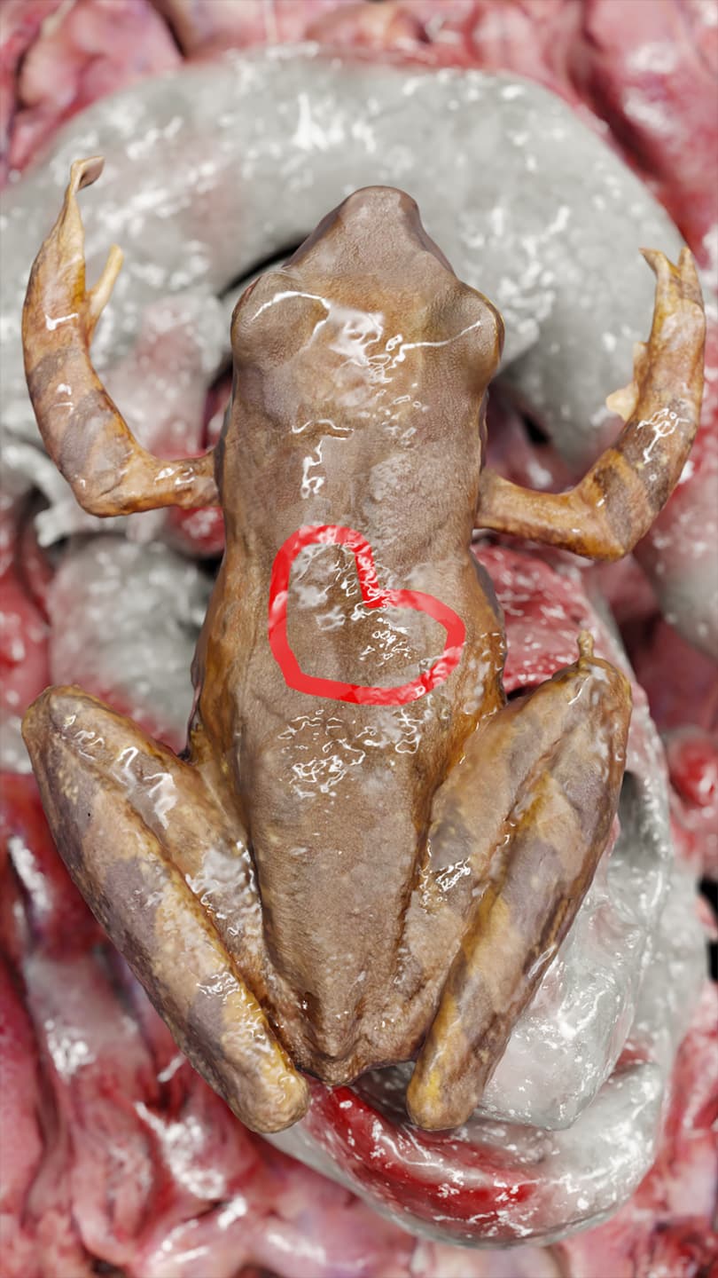 CGI image of a frog with a red heart on it's back