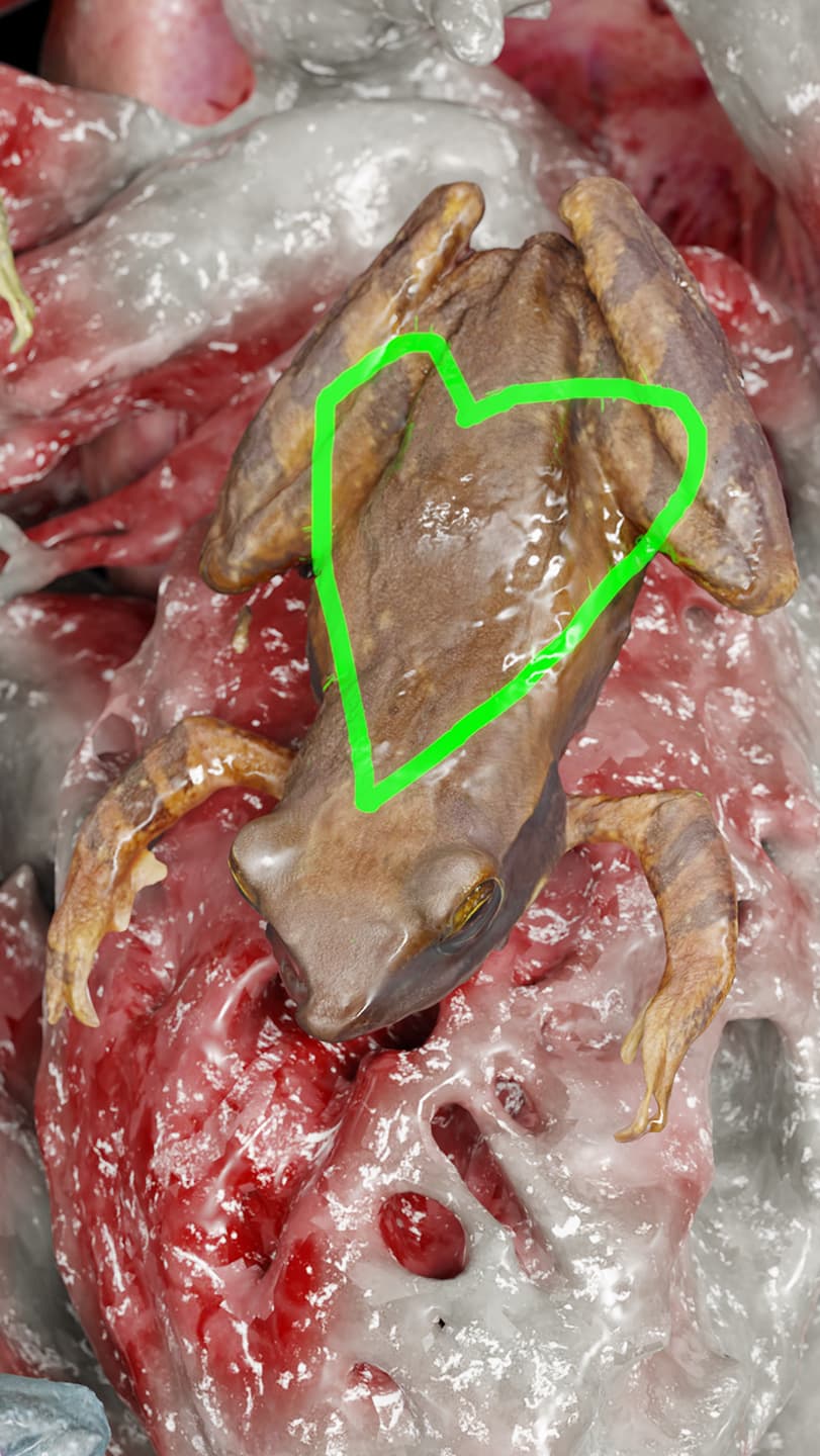 CGI image close-up of a frog with a green heart on it's back